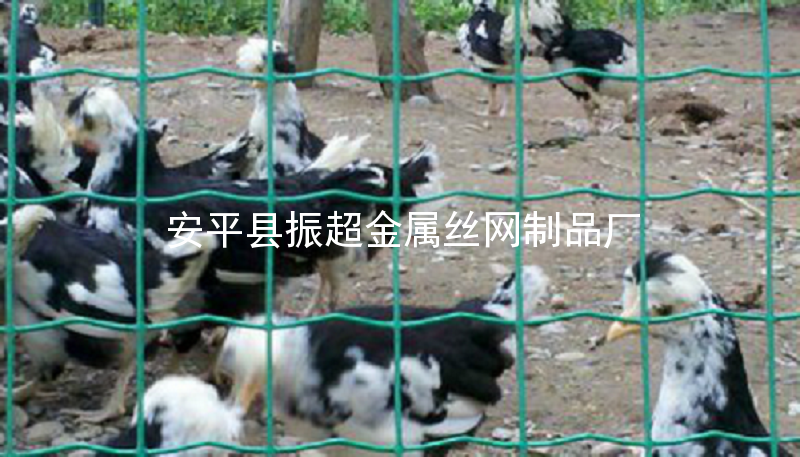 圈鸡鸭用钢丝网-http://www.apzhenchao.com