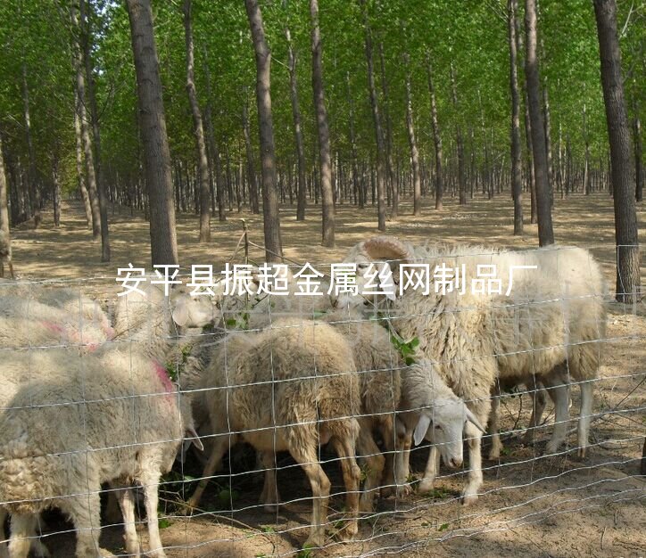 养殖防护网 养羊铁丝网-http://www.apzhenchao.com