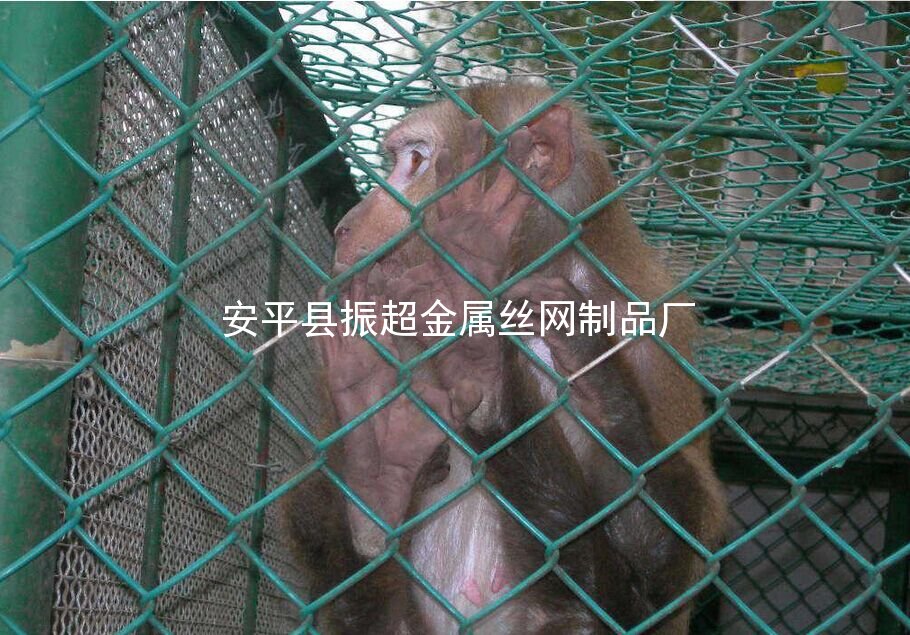 铁丝网 钢丝网 防护网-安平县振超金属丝网制品厂www.apzhenchao.com