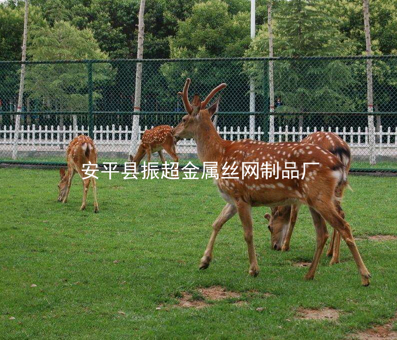 圈鹿围栏，养殖围栏围挡围网-www.apzhenchao.com