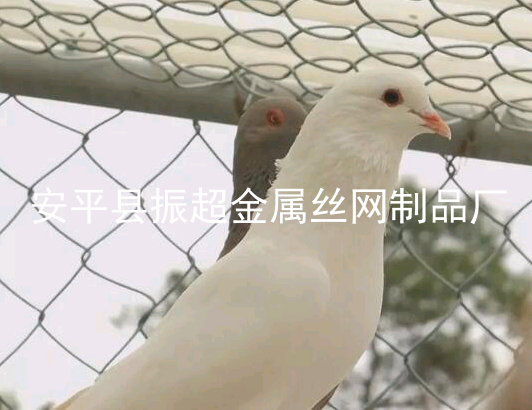 圈鸽子围网，鸽子笼-www.apzhenchao.com