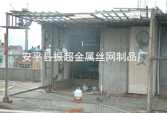 圈鸽子围挡围网，鸽子围栏-www.apzhenchao.com